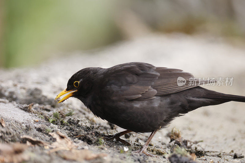 黑鹂(Turdus merula)雄食